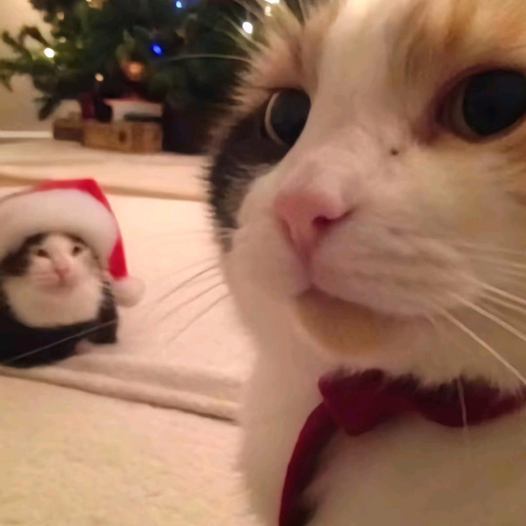 世界级赖床锦标赛冠军得主