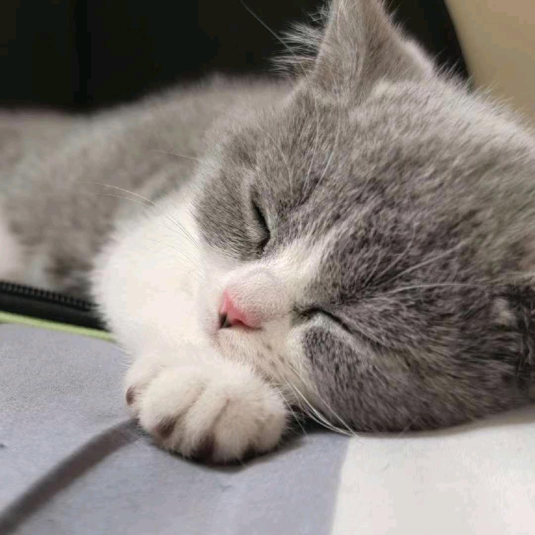 蛋挞