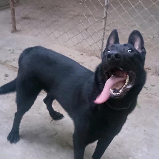 🇨🇳陕A昆明犬舍