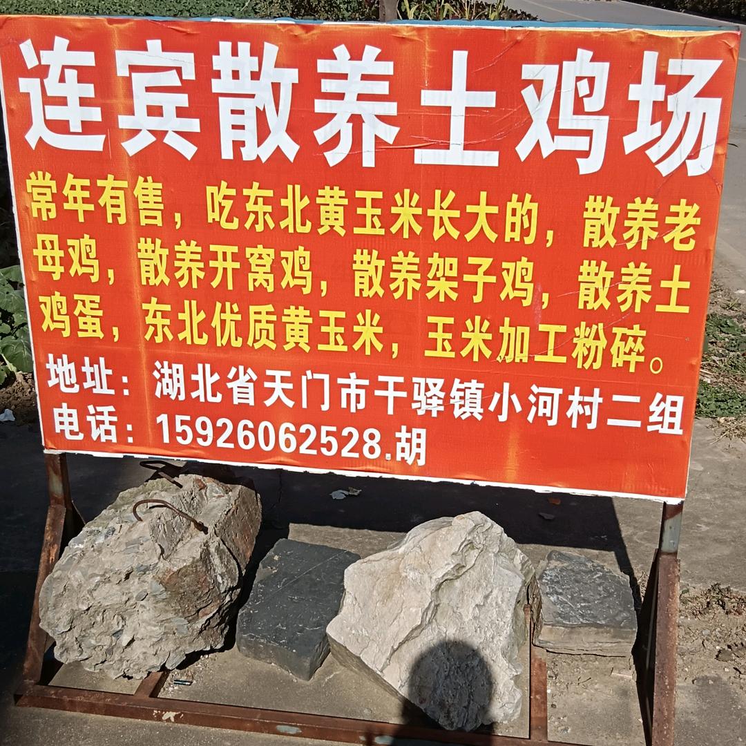 天门市干驿镇正宗散养土鸡土鸡蛋