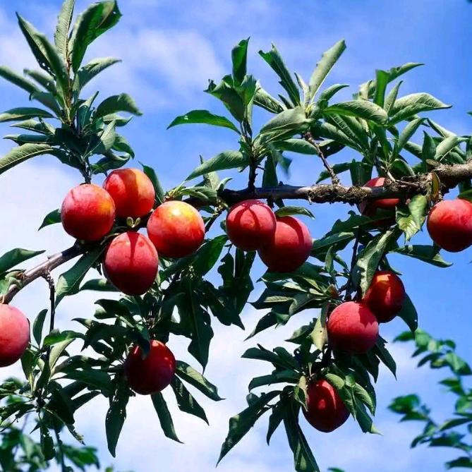 猪肉炸酱刀削面