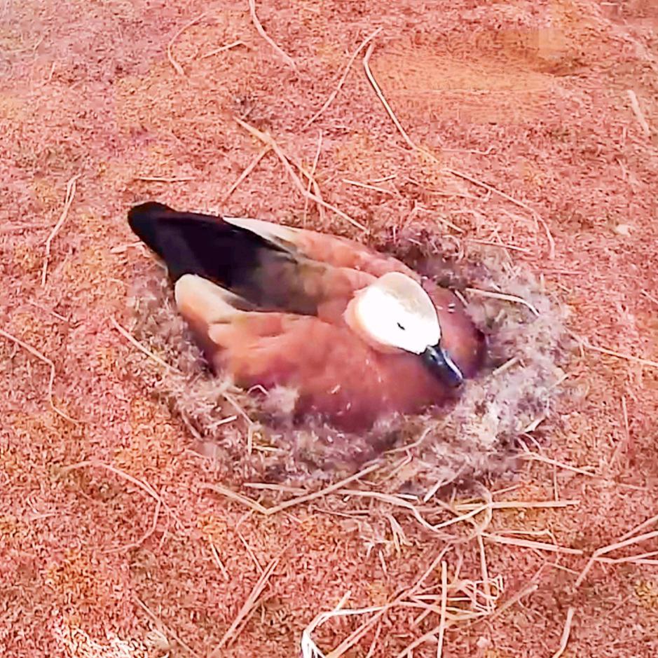 💦🦆古典鸳鸯🦆