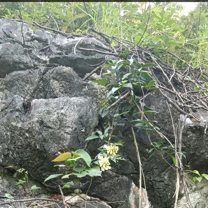 深山小妖