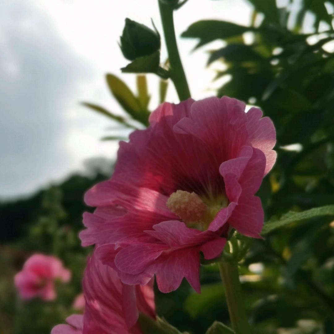 森林里有森