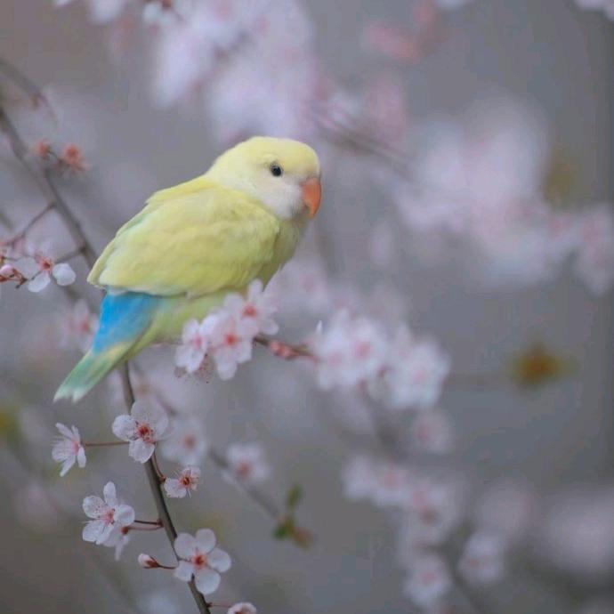 鹦语花香