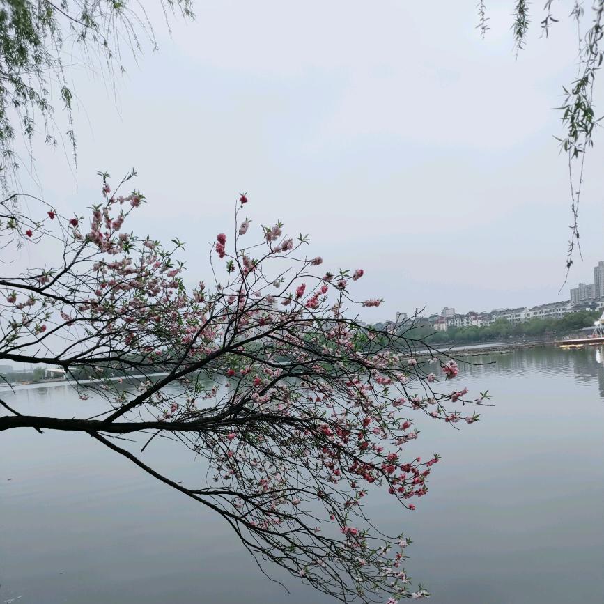 小豆包