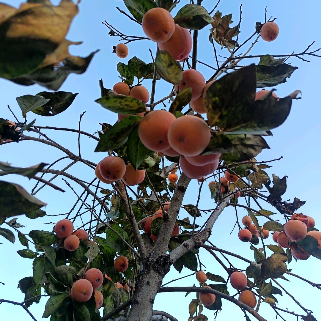 愿所有的美好都美好