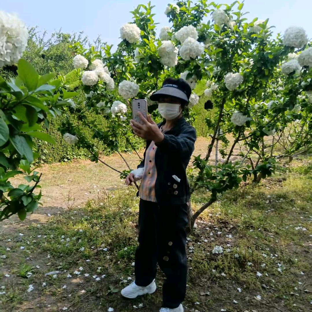 河南英姐