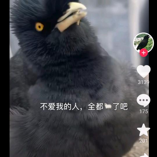 八哥交友