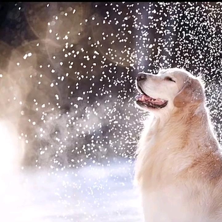 𝐴𝑐𝑜𝑙𝑎𝑠𝑖𝑎