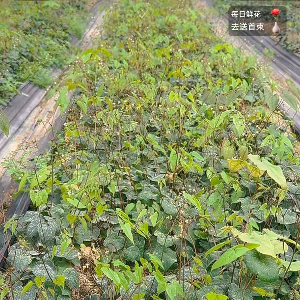 人工培育淫羊藿