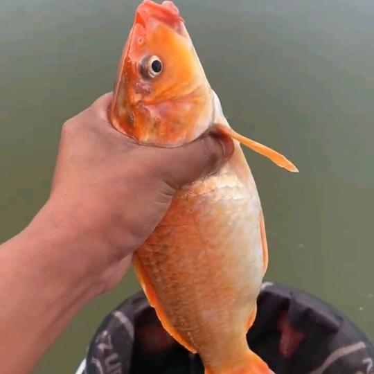 闲玩渔具-秋长店（秋南医院附近）