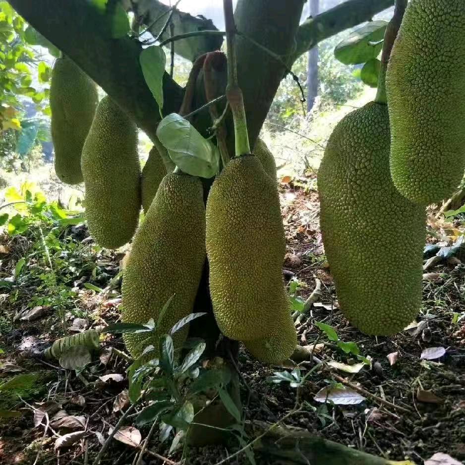 萍萍单身