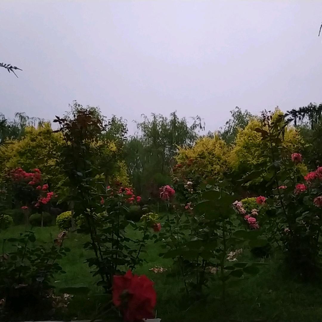 不经世事永天真