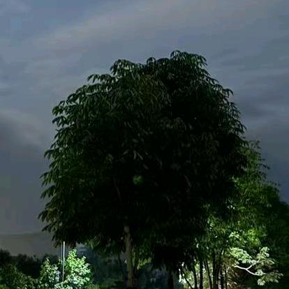 蓝撤