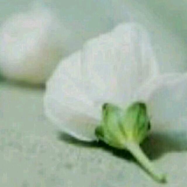↘🍀小蓝