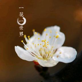 陌上🌺开♉头像