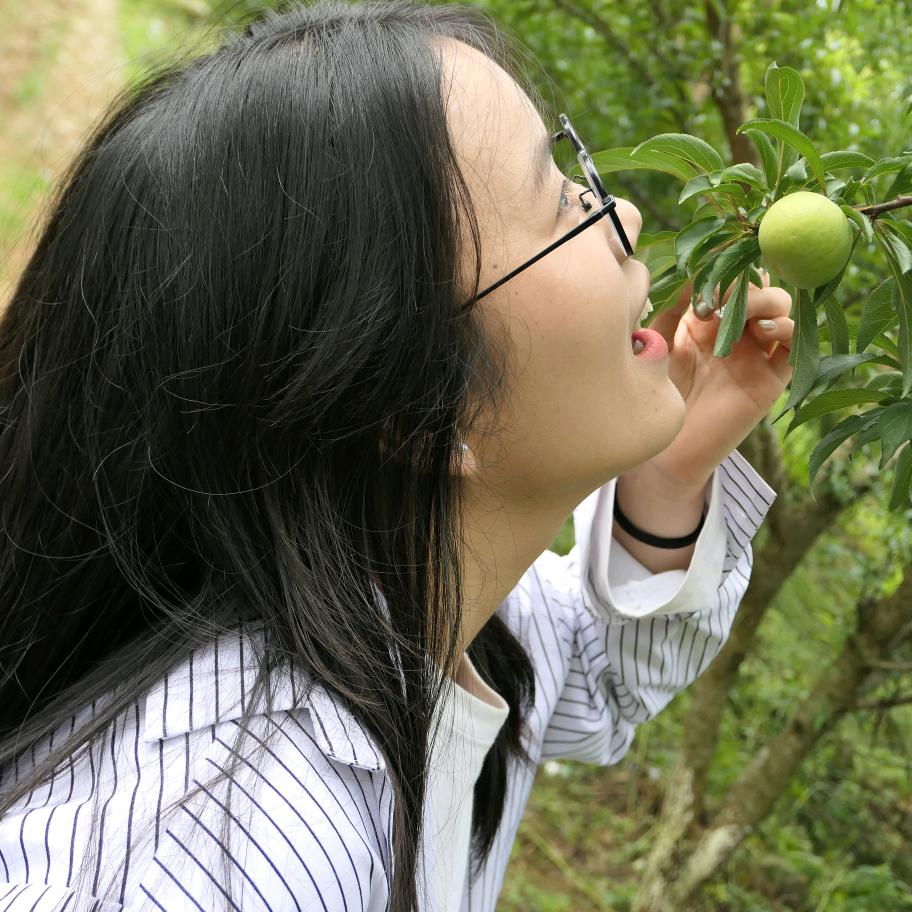 贵州阿旗蜂糖李种植
