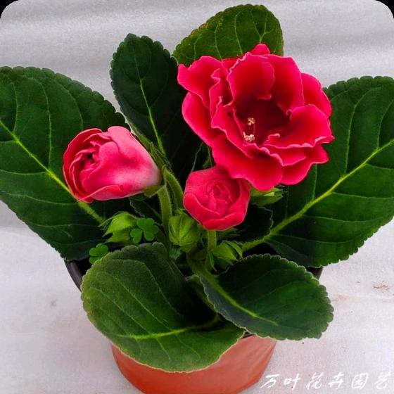 幸福的虎妹🌹🌹🌹🌹❤️❤️❤️❤