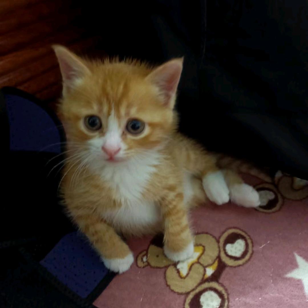 i虎皮蛋黄卷😸