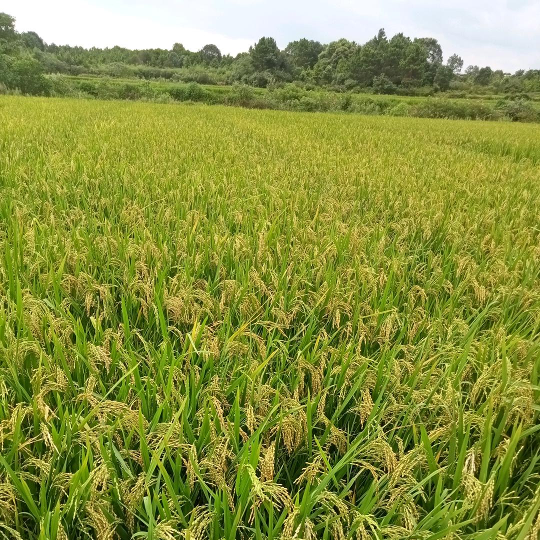 李小华