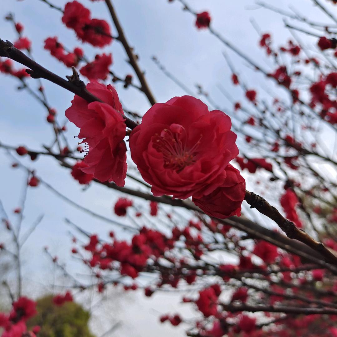 天“虎狮”蘣