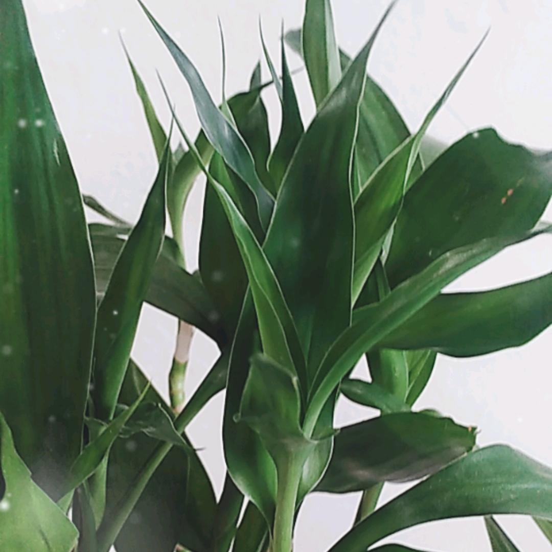 风雨中的红玫瑰🌹