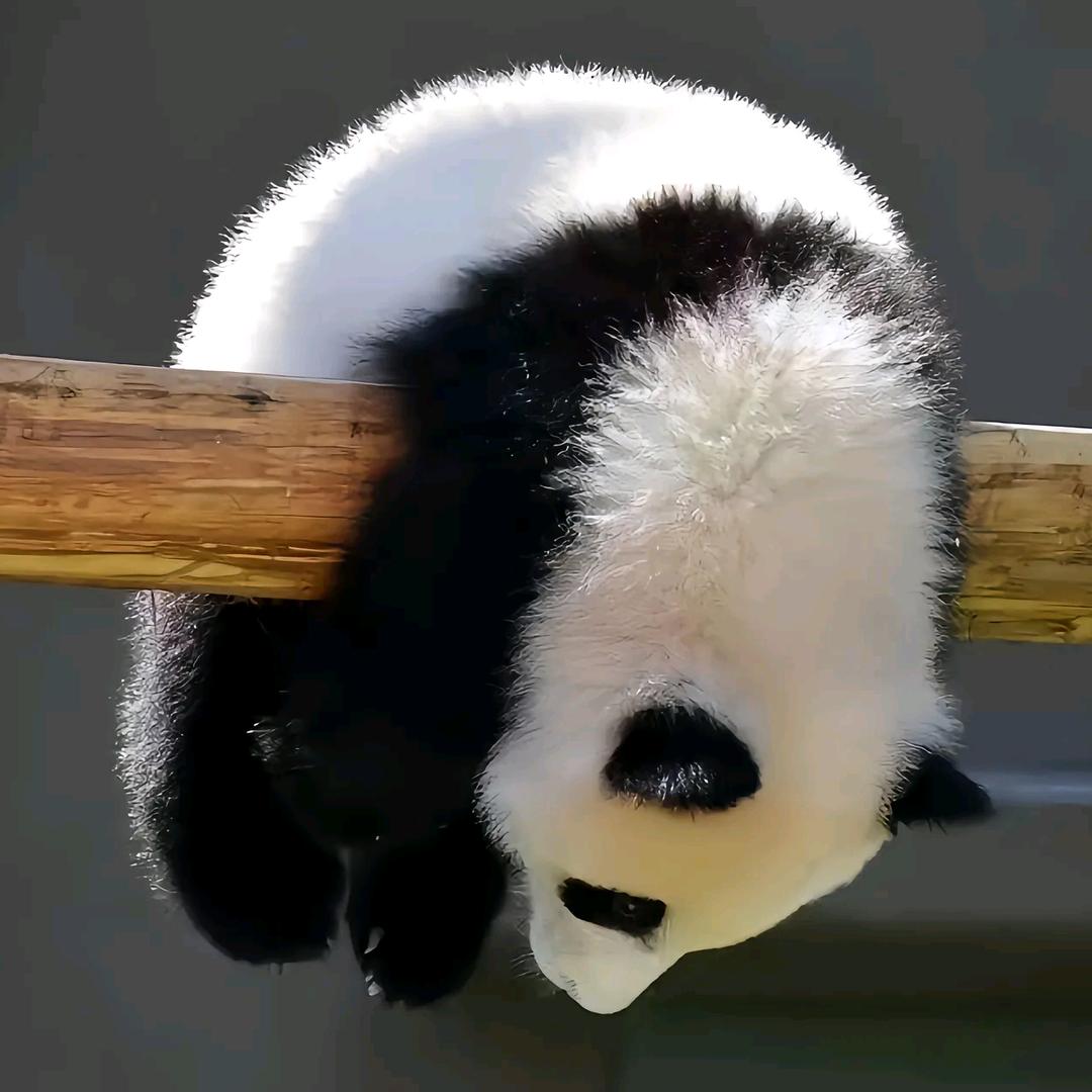 是小黄呀