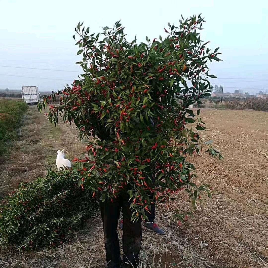 辣椒先生（运城）