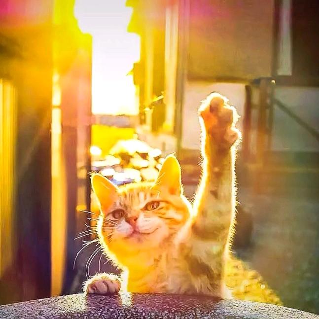 圣火喵喵教教主