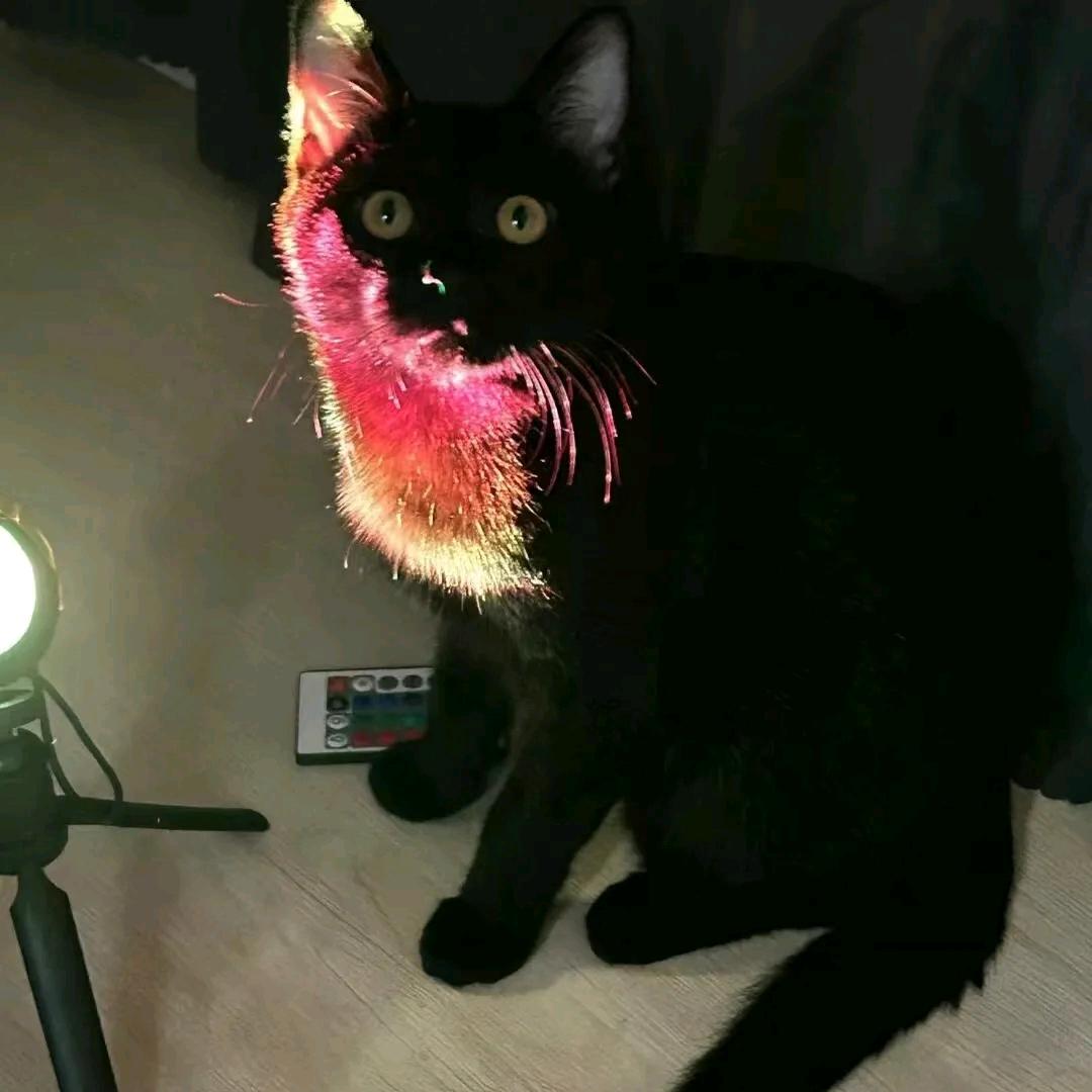 一起吃个火锅叭🥘