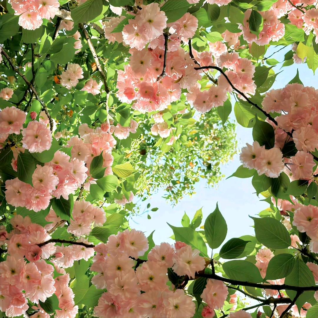 东北越冬花卉园艺优品店