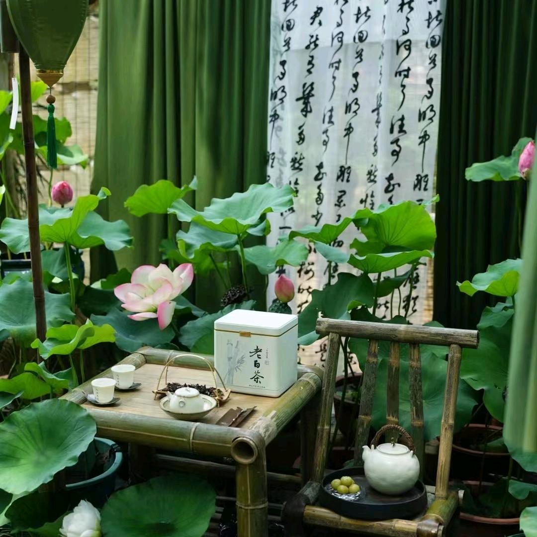 陈皮哥