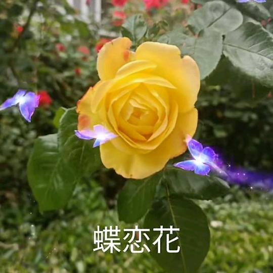 淡雅