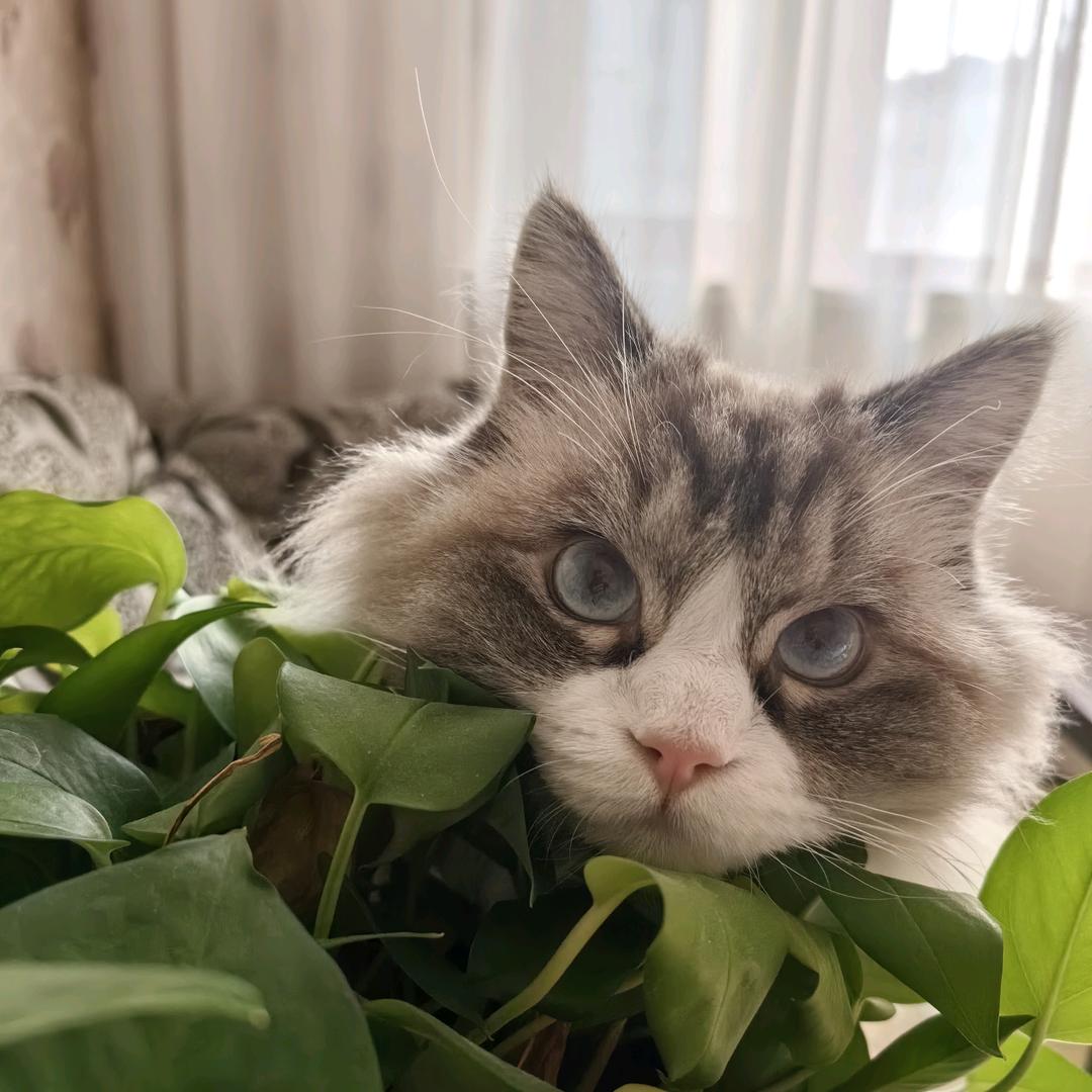 核小桃