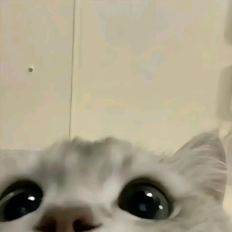 友友仔