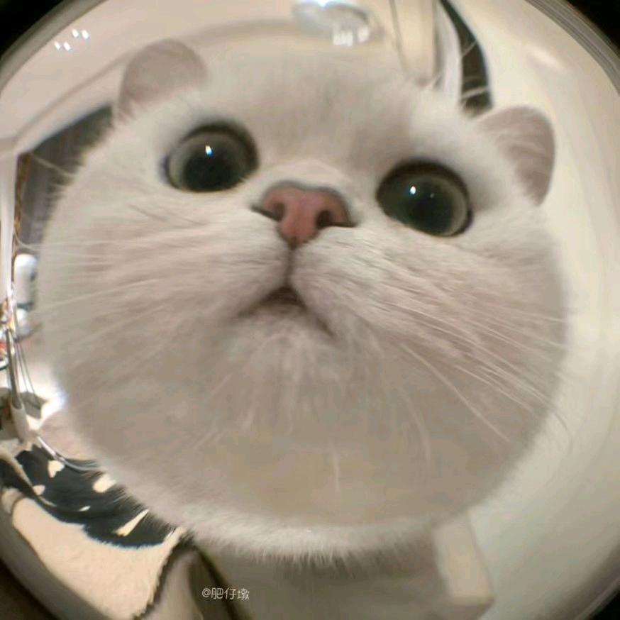 小笨瓜