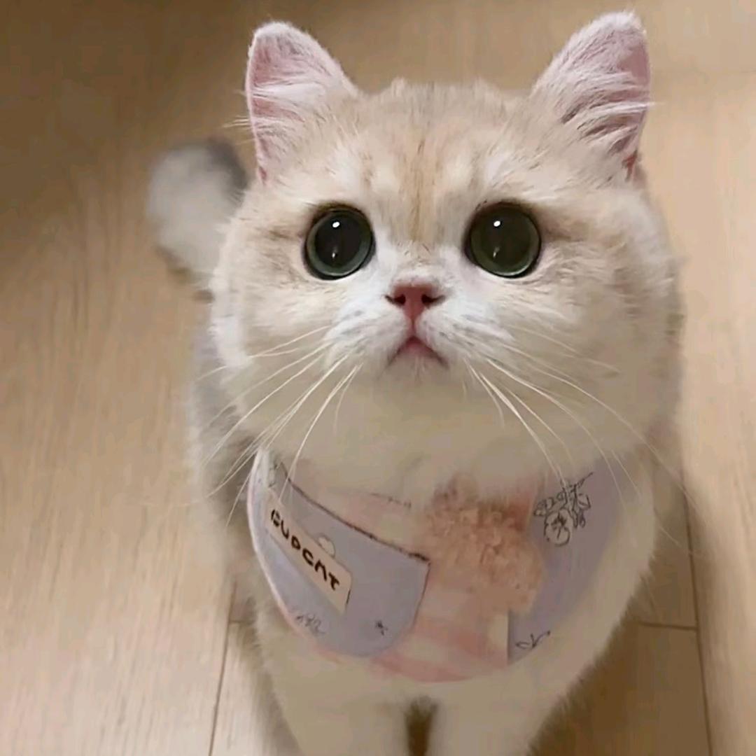 来特菲