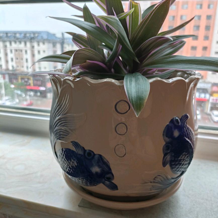 孙纪茹