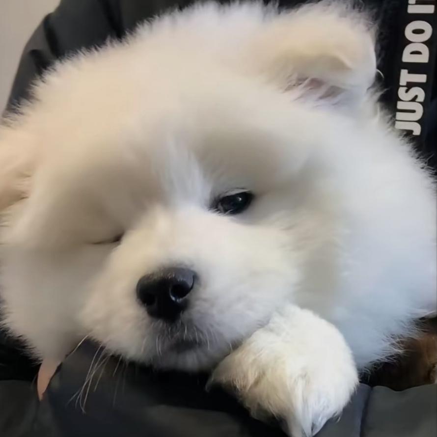 小猪炖白菜