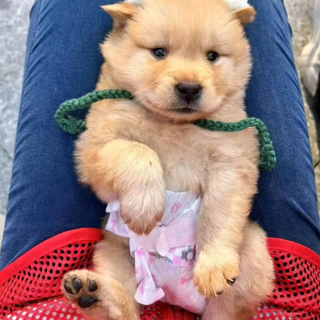 粪发涂墙的修勾