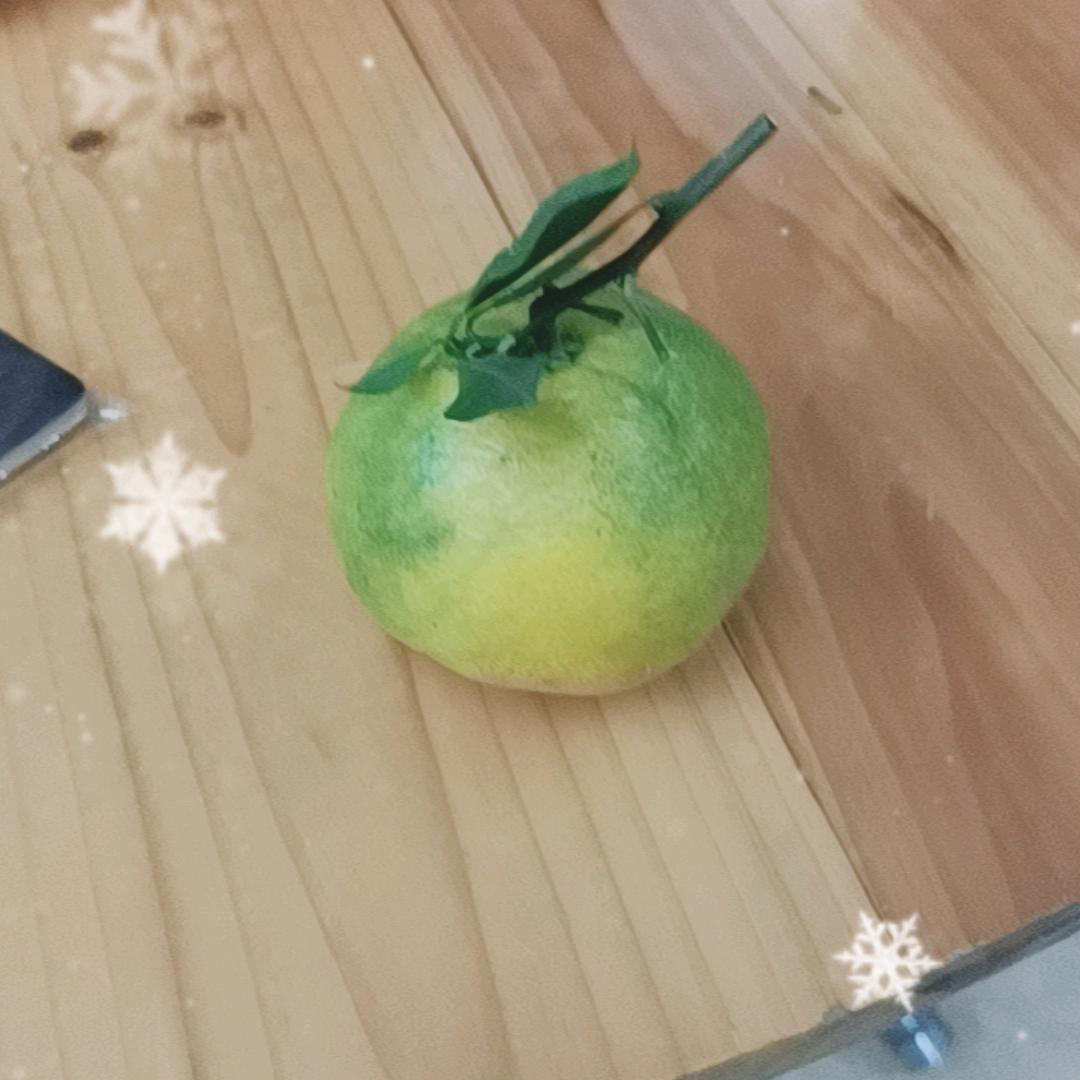 琴