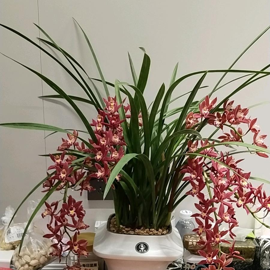 @春暖花开🌺