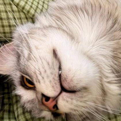 布丁小猫ヽ(≧Д≦)ノ