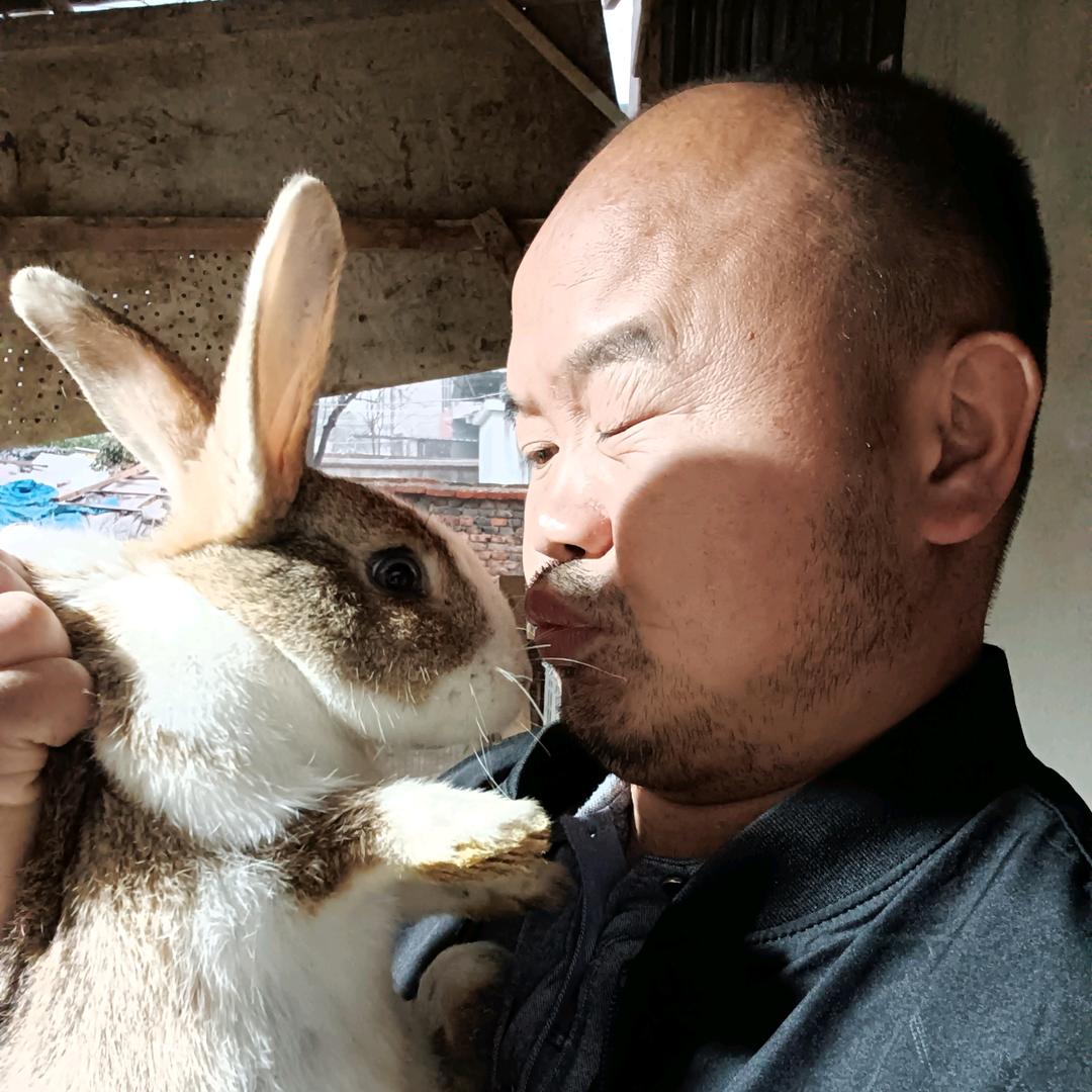 云梦养兔老胡