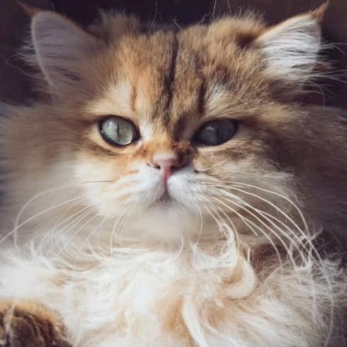 昏睡霉狸🐱