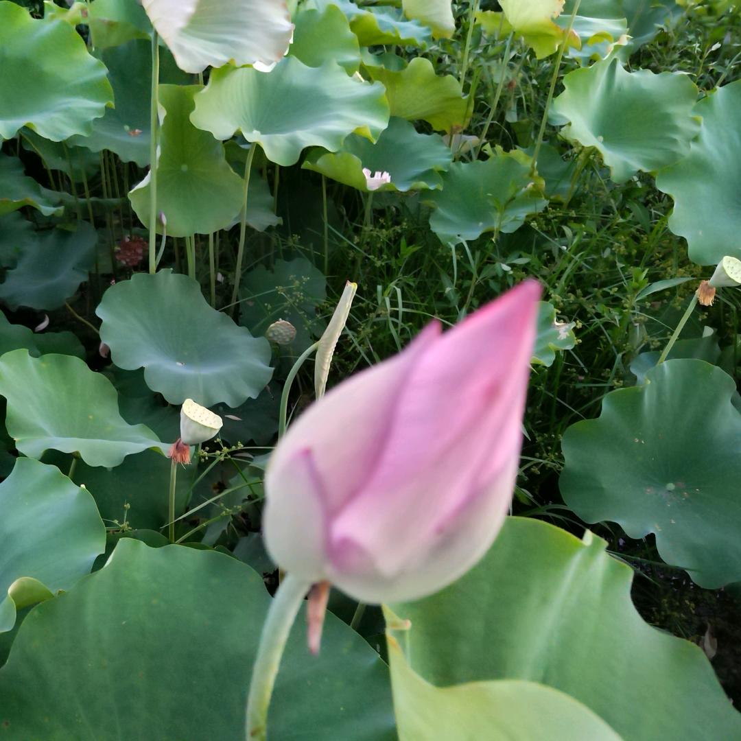 冰凌花