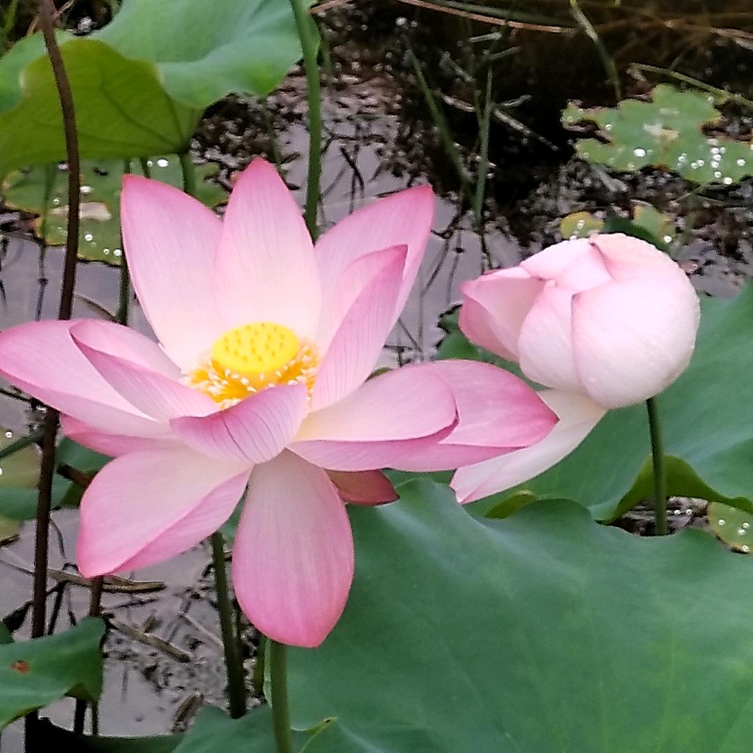 💞᭄何里ꦿᩚ有余ꕥ᭄꯭🕊