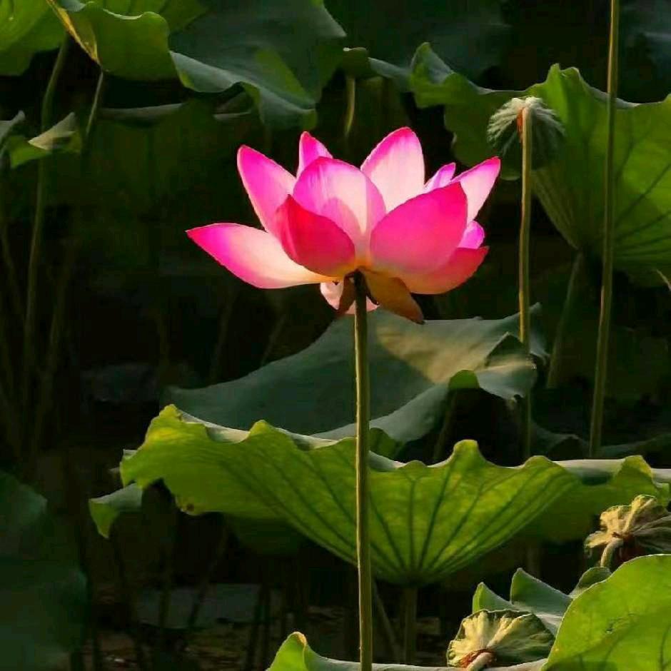花开富贵呀