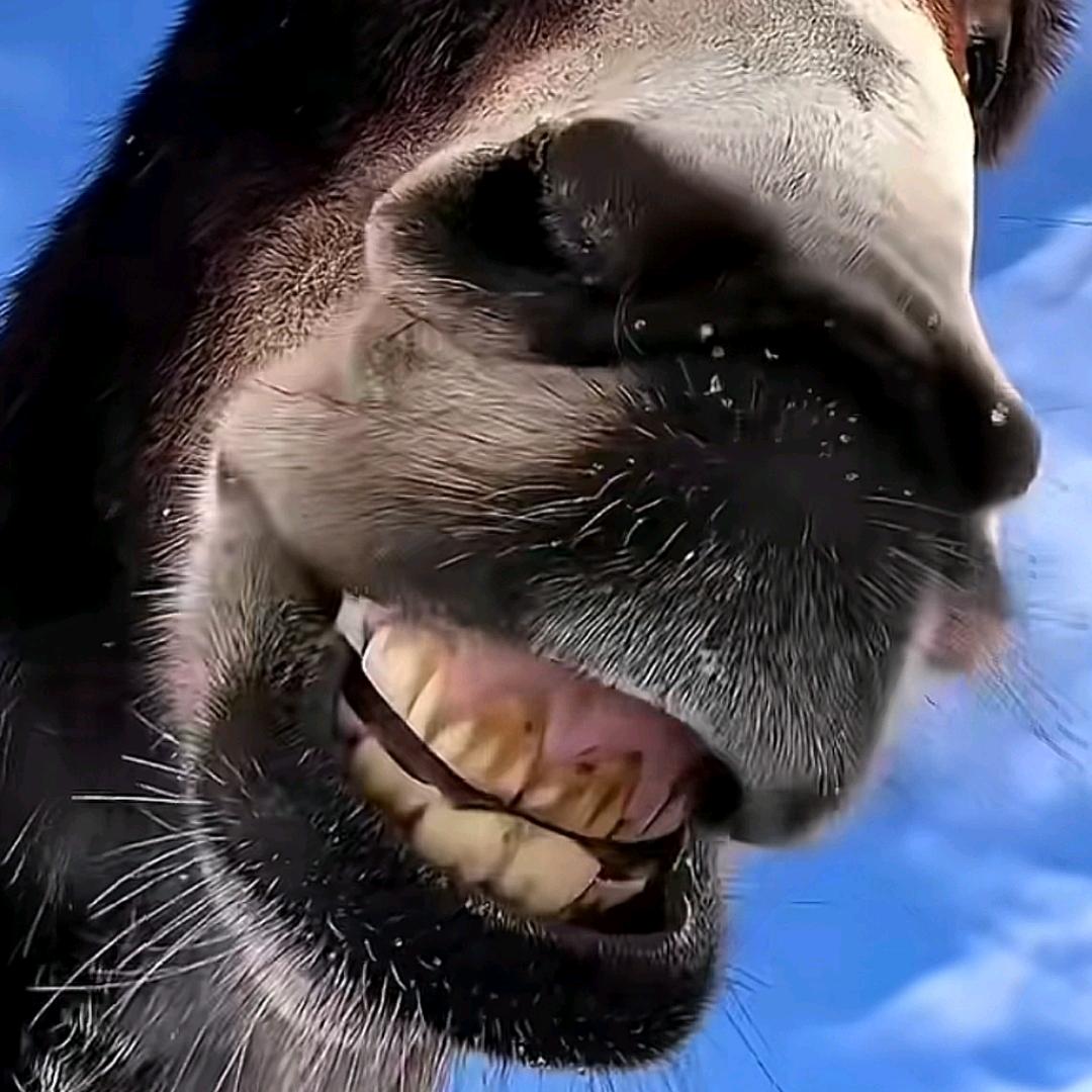 苏魏苏魏